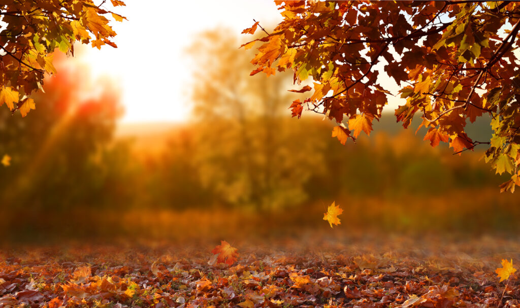 beautiful autumn landscape, falling oak leaves