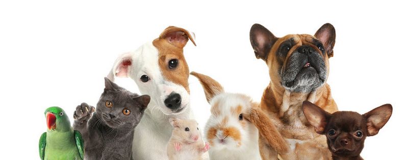 Animal Treatment Overview: The Basics of Maintaining a Family Pet Delighted and Healthy And Balanced Animal Treatment Overview: The Basics of Maintaining a Family Pet Delighted and Healthy And Balanced